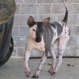 American Hairless Terrier All Grown Up from Strider’s American Hairless Terriers