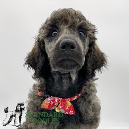 Poodle Puppies from Forest City Standard Poodles