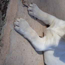 Labrador Retriever Puppies from B.E.S.T. Service Dogs