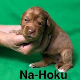 Na-Hoku - Caramel female Australian Labradoodle puppy in Alamo, Texas from QuiSal Labradoodles