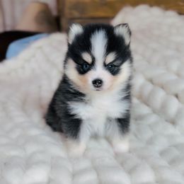 Buddy - Black and white male Pomsky puppy in Greencastle, Indiana from JDpomskies