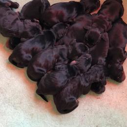 Gordon Setter Puppies from Lori Nemeth