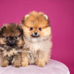 Pomeranian Puppies from Candy Shop Poms