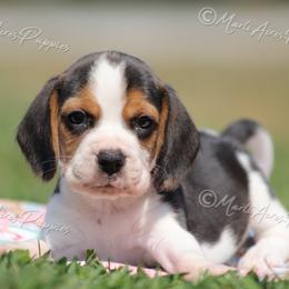 AKC 'Magnum' - Black tan and white male Beagle puppy in Lamar, Missouri from Marti Acres ~ Boston Terrier & Beagles