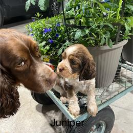 Juniper - Tri-Roan female English Springer Spaniel puppy in Nine Mile Falls, Washington from Sue's Springers