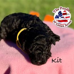 Kit - Phantom female Poodle puppy in Ardmore, Oklahoma from The Poodles of Green Acres