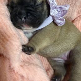 Blossom - Fawn and white female French Bulldog puppy in Madison, Wisconsin from MadCity Frenchies