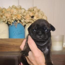 Girl 2 - Silver female Pug puppy in Carbon Hill, Alabama from Gleaton's Pugs