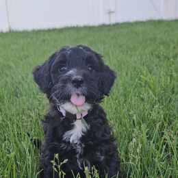 Miss Pineapple - Black and white female Portuguese Water Dog puppy in Saratoga Springs, Utah from Utah Lake Porties
