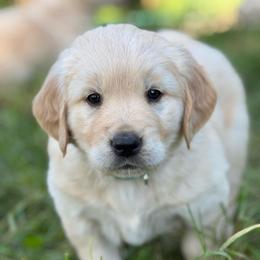 Blue Boy - Light golden male Golden Retriever puppy in Scio, Oregon from Stackhouse Family Farm