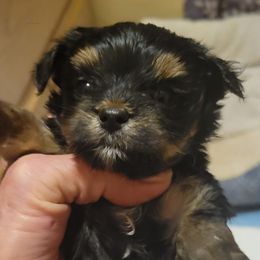 Brusier - Black and tan male Yorkshire Terrier puppy in Chickasha, Oklahoma from SISSYS YORKIES