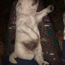 Golden Retriever Puppies from West Coast Cream Goldens