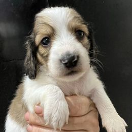 Yuki Girl 2 - Piebald female Dachshund puppy in Bigfork, Minnesota from Dachshunds Up North