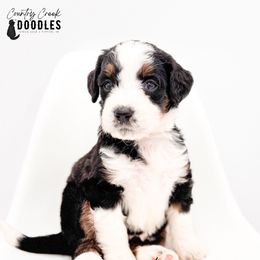 Kenna - Tri-color female Bernedoodle puppy in Tipton, Indiana from Country Creek Doodles