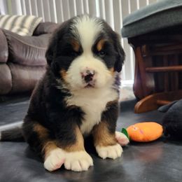 Scout - Black rust and white male Bernese Mountain Dog puppy in Auburn, Indiana from Swamp Creek Berners