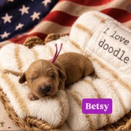 Betsy aka Purple Collar - Apricot female Goldendoodle puppy in Portland, Tennessee from Happy_Tails_by_TJ