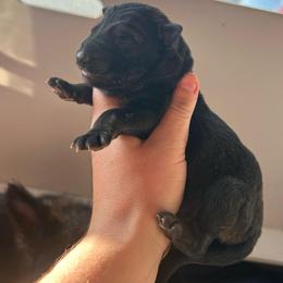 Sable male 1 - Sable male German Shepherd puppy in Pahrump, Nevada from Wachhund Kennels