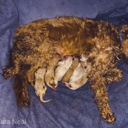 Goldendoodle Puppies from Coal Country Doodles