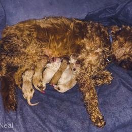 Goldendoodle Puppies from Coal Country Doodles