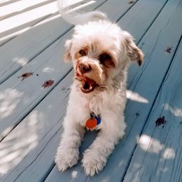 Piper - Havanese