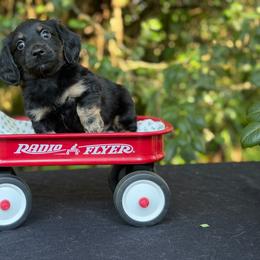 Mr. Potato (Black and Cream Brindle pointed) - Black and cream male Dachshund puppy in Knoxville, Tennessee from Over The Moon Minis