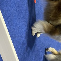 Collie All Grown Up from Larkspur Collies