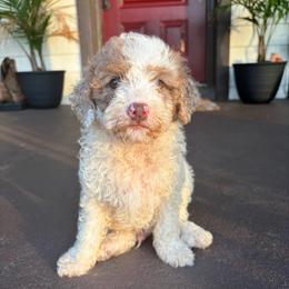 Adobo - Parti male Goldendoodle puppy in Brooksville, Florida from Spring Prairie Doodles