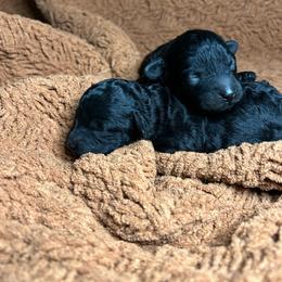 Emma - Black female Poodle puppy in Clover, South Carolina from Cudi’s Buddies
