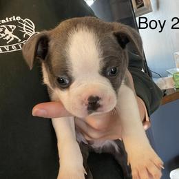 Boy 2 - Blue male Boston Terrier puppy in Ofallon, Missouri from Lucky 7 Bostons