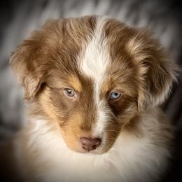 Charity Case-tail, blue eyes likely - Red merle female Australian Shepherd puppy in Penrose, Colorado from Best Friend Aussies