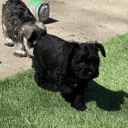 Miniature Schnauzer Puppies from CKM Miniature Schnauzers
