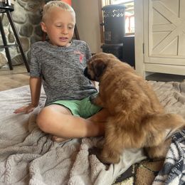 Australian Shepherd and Soft Coated Wheaten Terrier Puppies from BellSharps Australian Shepherds