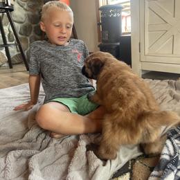Australian Shepherd and Soft Coated Wheaten Terrier Puppies from BellSharps Australian Shepherds