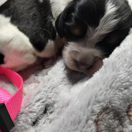 Indigo (pink) - Black white and tan female English Springer Spaniel puppy in Redding, California from Springer's Journey Spaniels California
