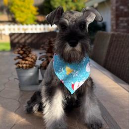 Lady blue - Salt and pepper female Miniature Schnauzer puppy in Wildomar, California from My Angel Schnauzers