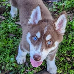 Cocoa - Red and white Siberian Husky puppy in Bradenton, Florida from Island Huskies of Bradenton