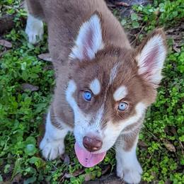 Cocoa - Red and white Siberian Husky puppy in Bradenton, Florida from Island Huskies of Bradenton