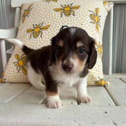 Willie - Piebald male Dachshund puppy in Dobson, North Carolina from Oakleys Dachshund Haven