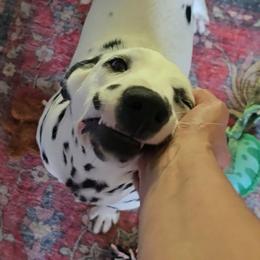 Kitsune - White and black female Dalmatian puppy in Salem, Missouri from Paradise Spots Dalmatians