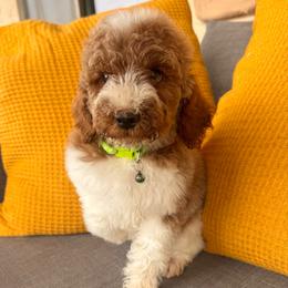 Layla - Green Female - Parti female Goldendoodle puppy in Gilbert, Arizona from Azbernedoodlepuppies
