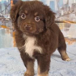 G-1 - Red tri female Miniature Australian Shepherd puppy in Citra, Florida from Southpaw Herders LLC