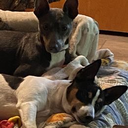 Rat Terriers from Holden Aces Rat Terriers at TSF Farm