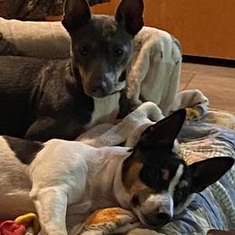 Rat Terriers from Holden Aces Rat Terriers at TSF Farm