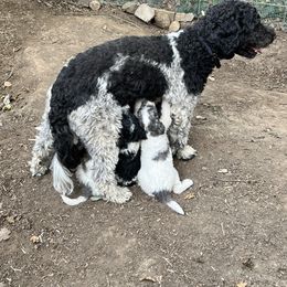 Labradoodle Puppies from Bear Creek Labradoodles