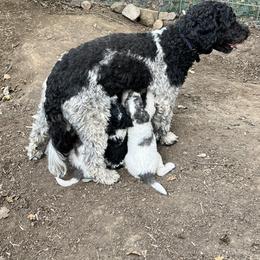 Labradoodle Puppies from Bear Creek Labradoodles