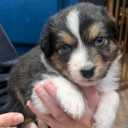 Batman - Black tri-color male Australian Shepherd puppy in Hemet, California from Perfect Companion Aussie's