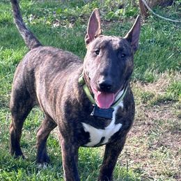 Doogie - Bull Terrier