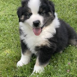 Australian Shepherd Puppies from Bedtime Story Australian Shepherds