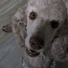 Poodles from Thistle Patch Poodles