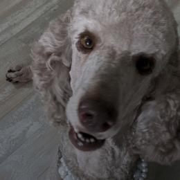 Poodles from Thistle Patch Poodles